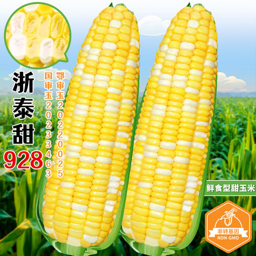 超甜水果玉米种子浙泰甜928鲜食甜玉米种籽春秋大田双色苞米种孑