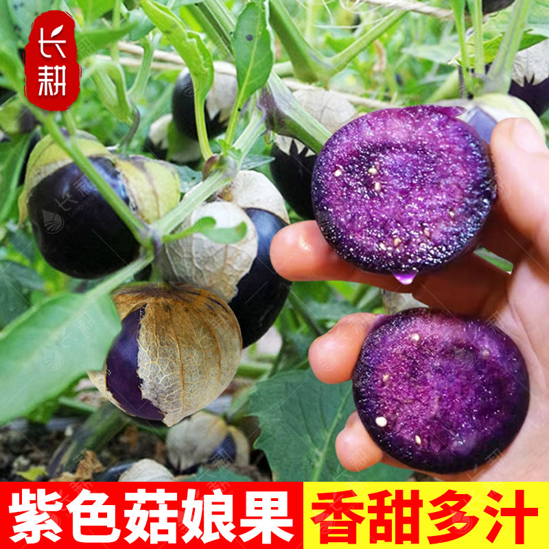 紫菇娘果种子酸甜东北姑娘果种籽春秋四季大颗菇茑果灯笼水果种孑