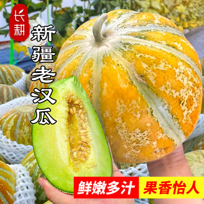 新疆老汉瓜种子哈密瓜种籽春夏秋四季超甜甘肃哈密瓜甜瓜水果种孑