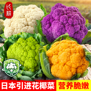 彩虹花椰菜种子日本引进紫花菜种籽春秋四季杂交科松菜花蔬菜种孑