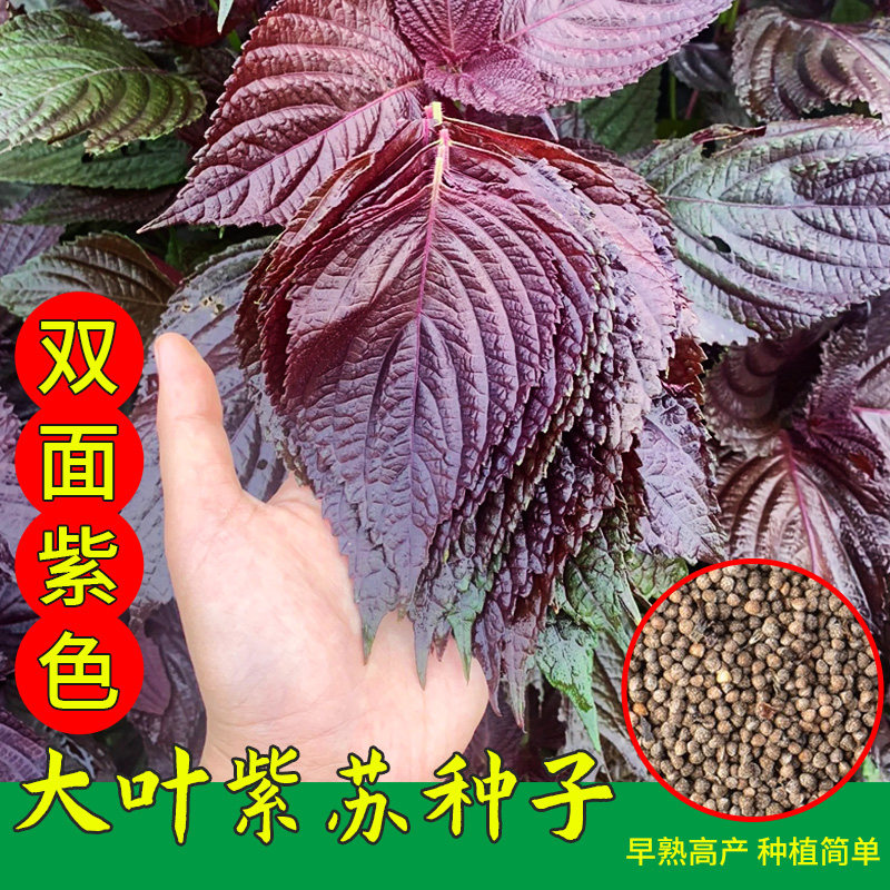 大叶紫苏籽春季四季紫苏种子阳台盆栽食用紫苏子种籽蔬菜种孑菜种