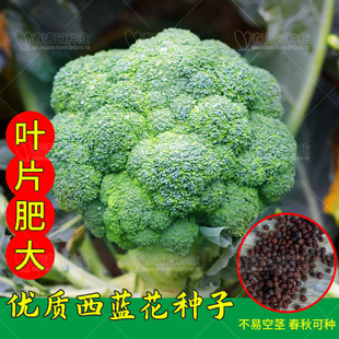 四季 科绿6号西蓝花种子春季 阳台盆栽种植花菜种籽高产抗病花菜种