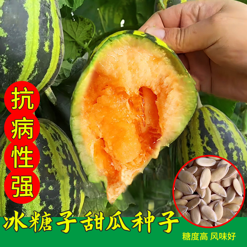 甜瓜种籽高甜冰糖子甜瓜种籽