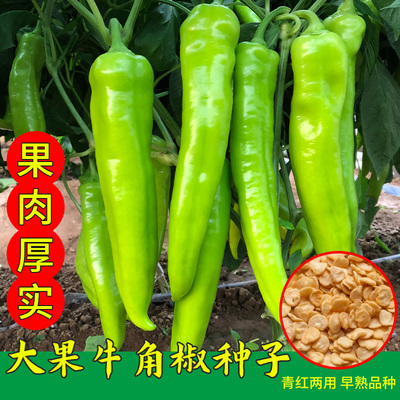 四季辣椒种籽高产苗秧