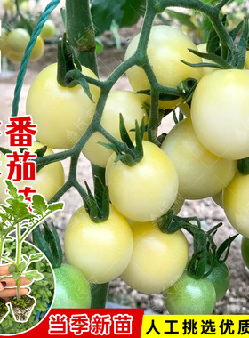 白珍珠樱桃番茄苗秧超甜白色樱桃西红柿种苗籽春秋四季水果西红柿