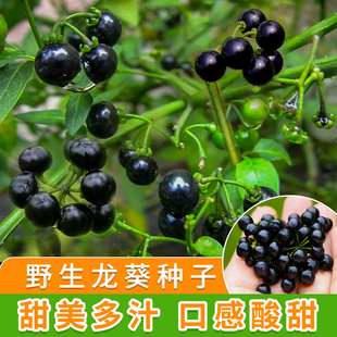 野生龙葵种子小燕悠黑悠悠种孑水果四季阳台盆栽蔬菜野果高产种籽