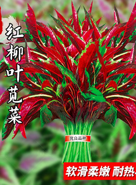 柳叶红苋菜种子尖叶苋菜籽野菜青菜汉菜四川春秋季田园盆栽蔬菜孑