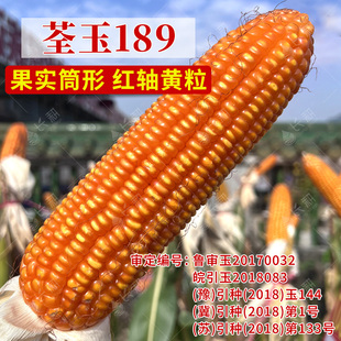 郑单958大田玉米种子登海玉米种籽良玉99高产饲料全玉京科927种孑