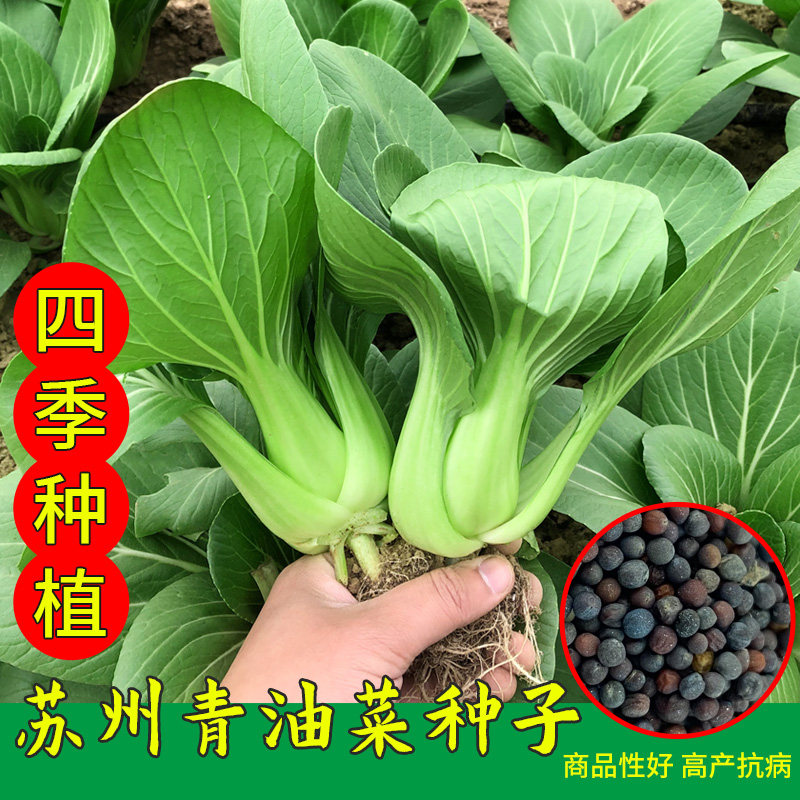 四月慢油菜种子春季四季苏州青种籽阳台盆栽高产油菜种子蔬菜种孑,鲜花速递/花卉仿真/绿植园艺,家庭园艺种子,淘宝优惠券,粉丝福利购,淘宝优惠卷