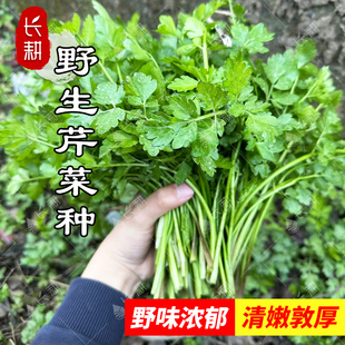 野生水芹菜种子野芹菜种籽春秋四季阳台盆栽山芹实芹马家沟蔬菜孑