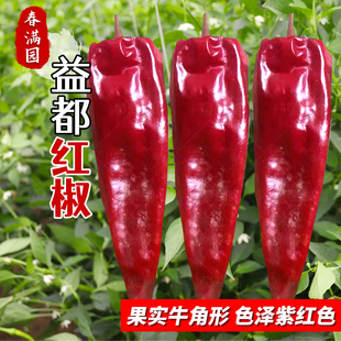 大红辣椒种子牛角辣椒种子杂交高产不辣大田种子羊角红辣椒种子