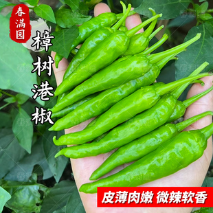 樟树港椒种子正宗湖南本地小薄皮辣椒种籽春秋四季阳台青椒种孑苗