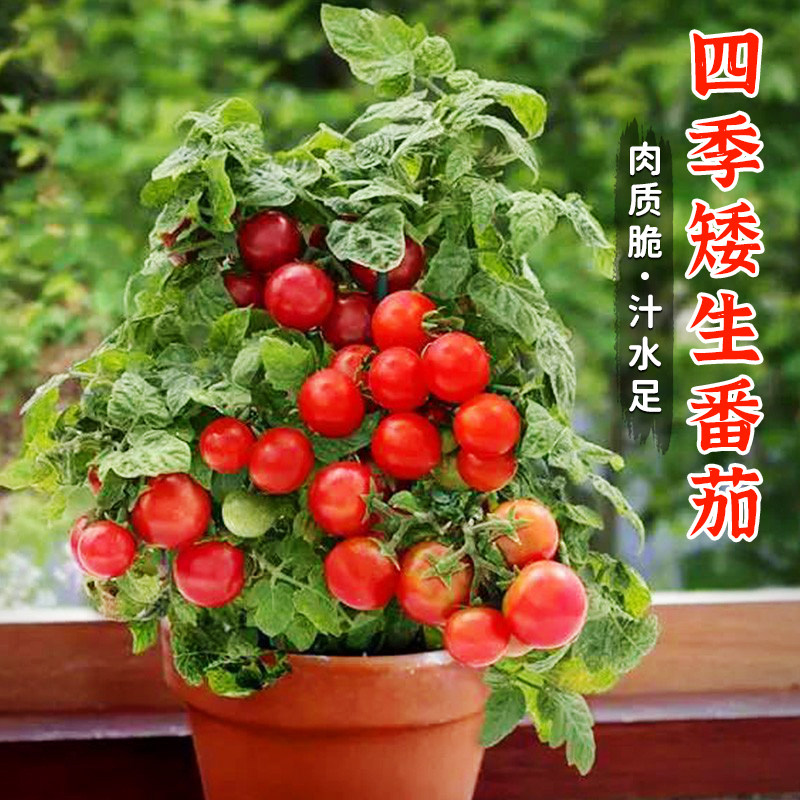 矮生樱桃番茄种子圣女果苗四季