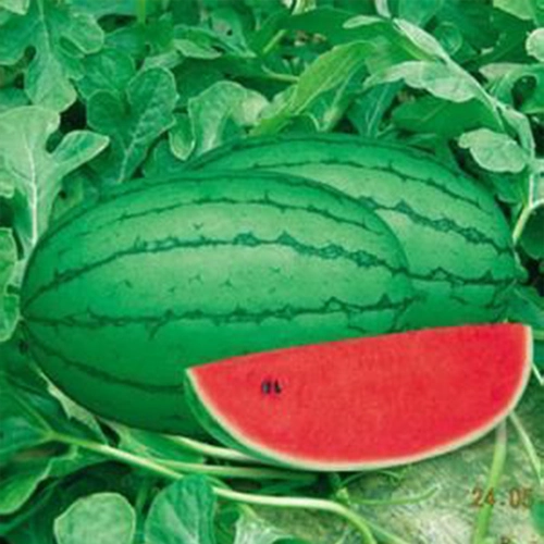 Ранняя весна Красные Нефриты Небольшие арбузы Семена в Японии, Дакуан Дакуан, Four Seasons транслируют сладкие семена весны южные саженцы южных овощей