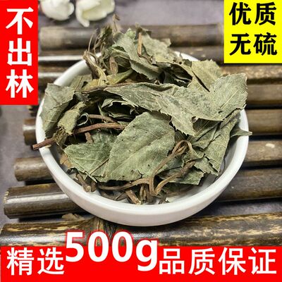 不出林野生平地木矮地茶紫金牛当叶下红季新货无硫中药材精选500g