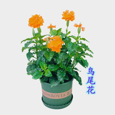 多年生木本植物庭院盆栽