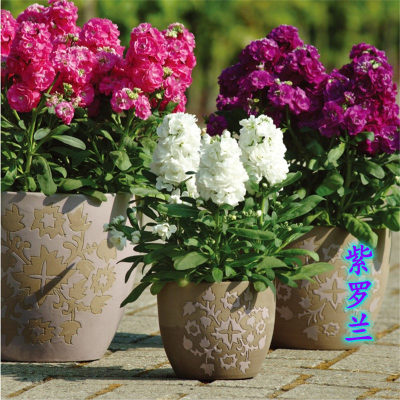 紫罗兰盆栽花苗室内外阳台庭院花镜多年生耐寒植物好养花卉花期长