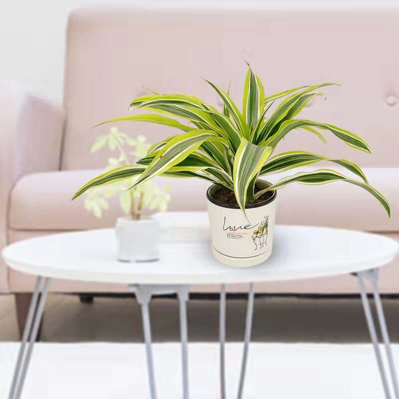 巴西美人盆栽苗金边龙血树室内办公客厅阳台四季常青观叶植物包邮