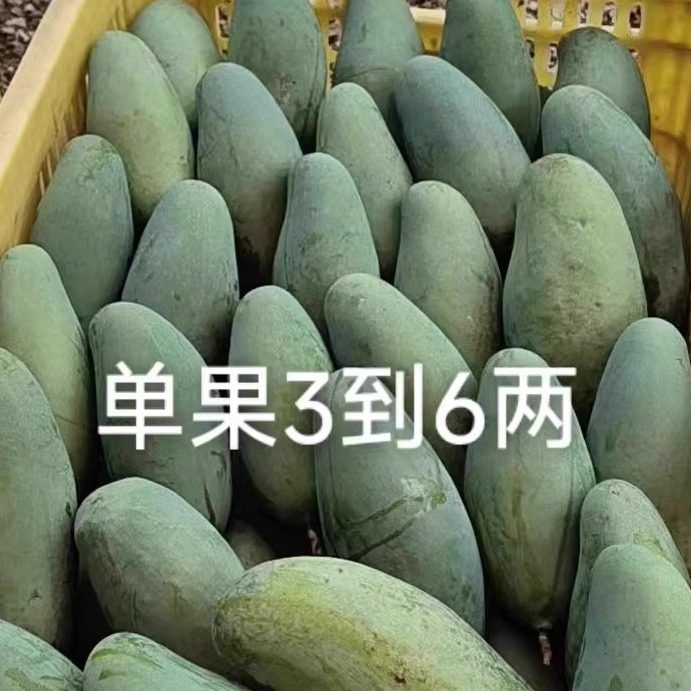 广西百色特产正宗桂七芒果新鲜10斤大果当季老树青皮贵七香芒水果