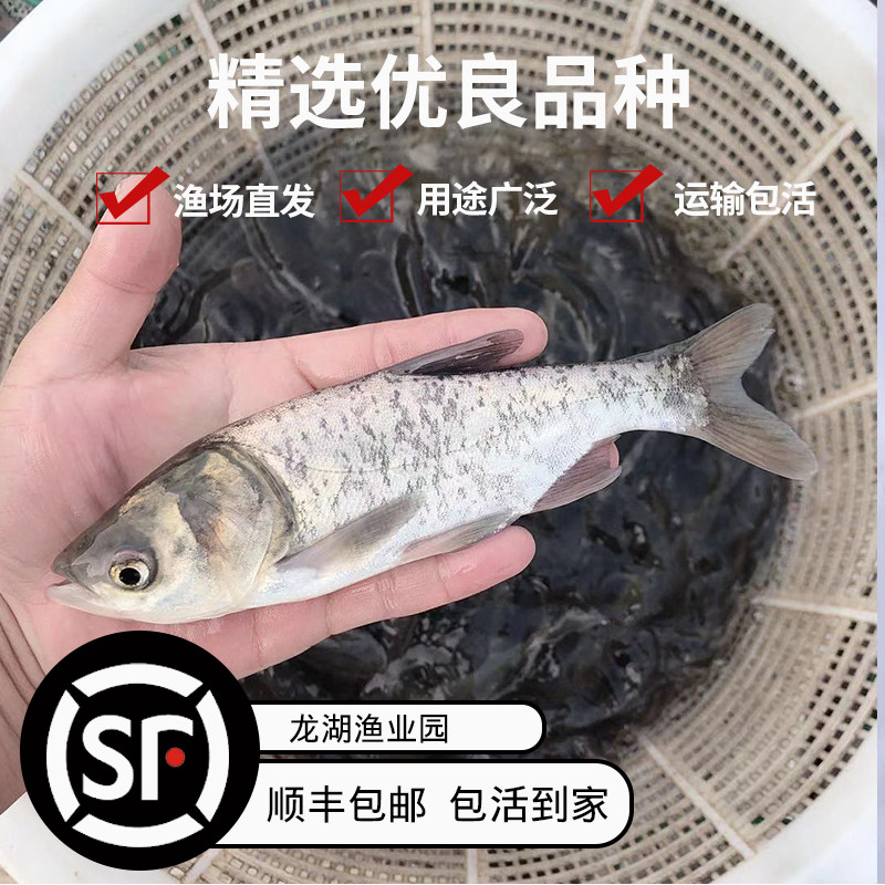 草鱼苗螺蛳青鱼昂刺花鲢鲫鱼翘嘴白鲢鳊鱼苗四大家鱼活体淡水鱼苗