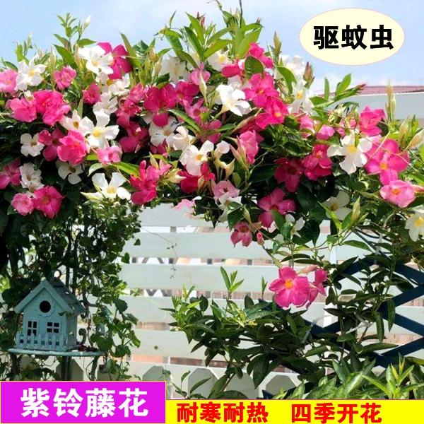 正品攀援植物蒜香藤花苗紫铃藤花卉阳台盆栽庭院爬藤植物驱蚊虫 残疾人园林 淘优券 正品攀援植物蒜香藤花苗紫铃藤花卉阳台盆栽庭院爬藤植物驱蚊虫 残疾人园林 淘优券