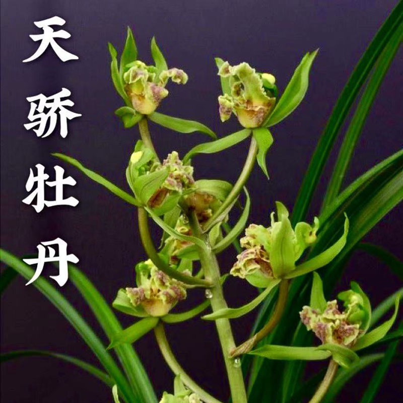 兰花天骄牡丹惠兰名贵浙江嘉兰