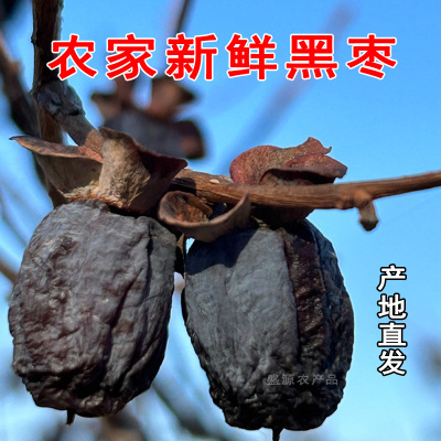 河北涉县软枣黑枣小柿子野生无核太行山河北特产君迁子精选黑枣