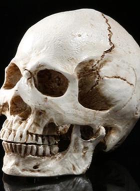 Human Head Replica Resin Divided 3D Skull Mould for Hallowee