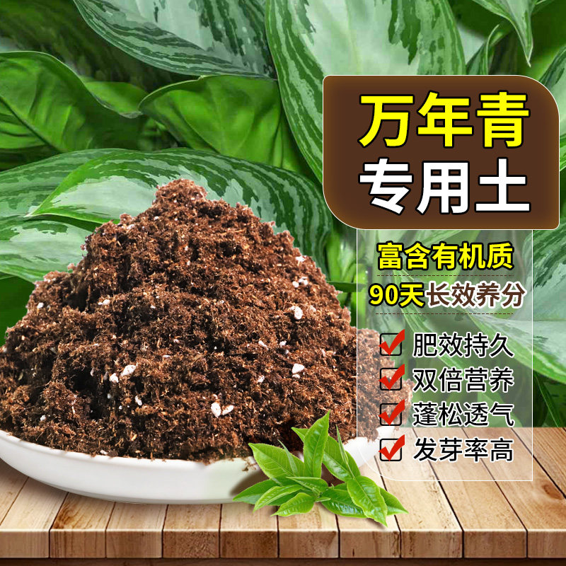 万年青适用轻质基质土种植土轻量基质保护根系开袋即用木本