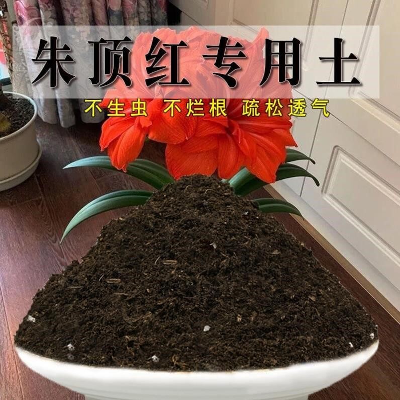 朱顶红专用土盆栽家用营养土室内阳台酸性泥碳花土壤绿植种植肥料