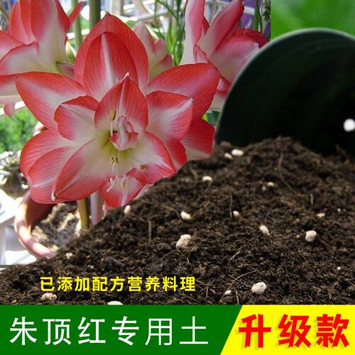 朱顶红专用土园艺花卉盆栽朱顶红营养土绿植种植专用泥炭土有机肥