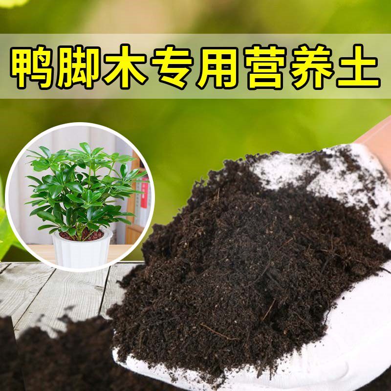 鸭脚木专用土家用养花有机土壤种植土肥料种花盆栽土鸭脚木营养土