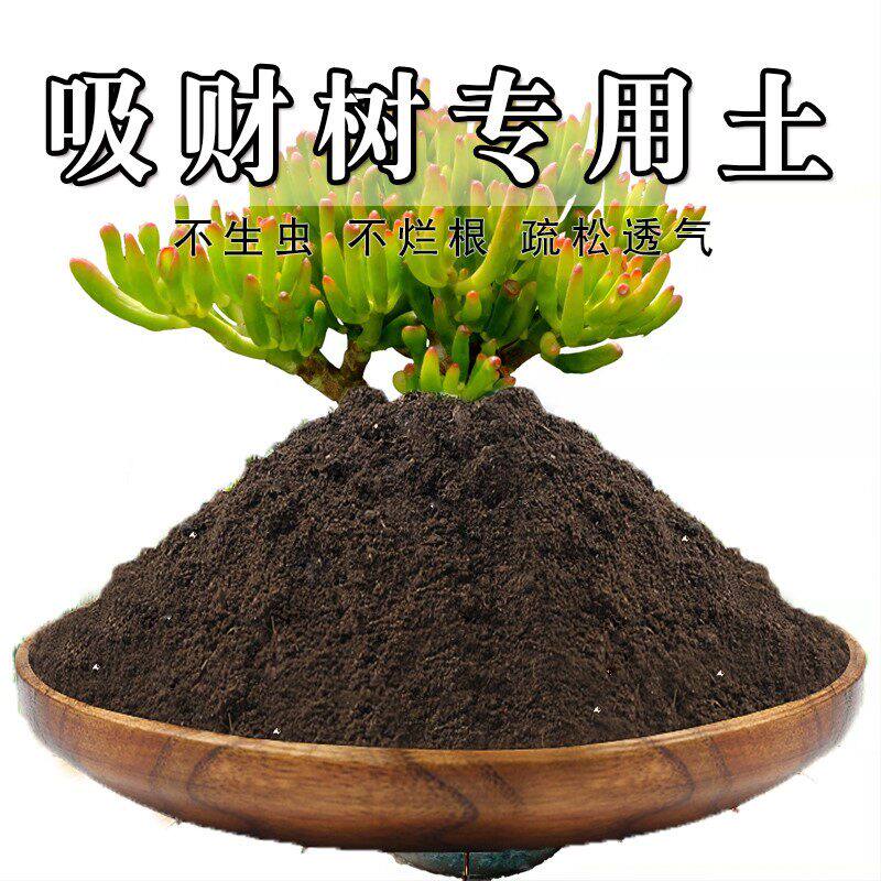 吸财树专用土绿植养花种植土园艺吸财树专用营养土室内疏松蓬松