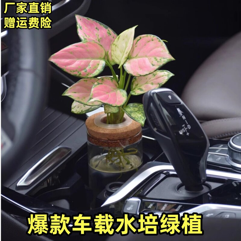 汽车中控台车载绿植轻奢高端养活水培好养车内净化空气装饰摆件,汽车用品/电子/清洗/改装,摆件,淘宝优惠券,粉丝福利购,淘宝优惠卷