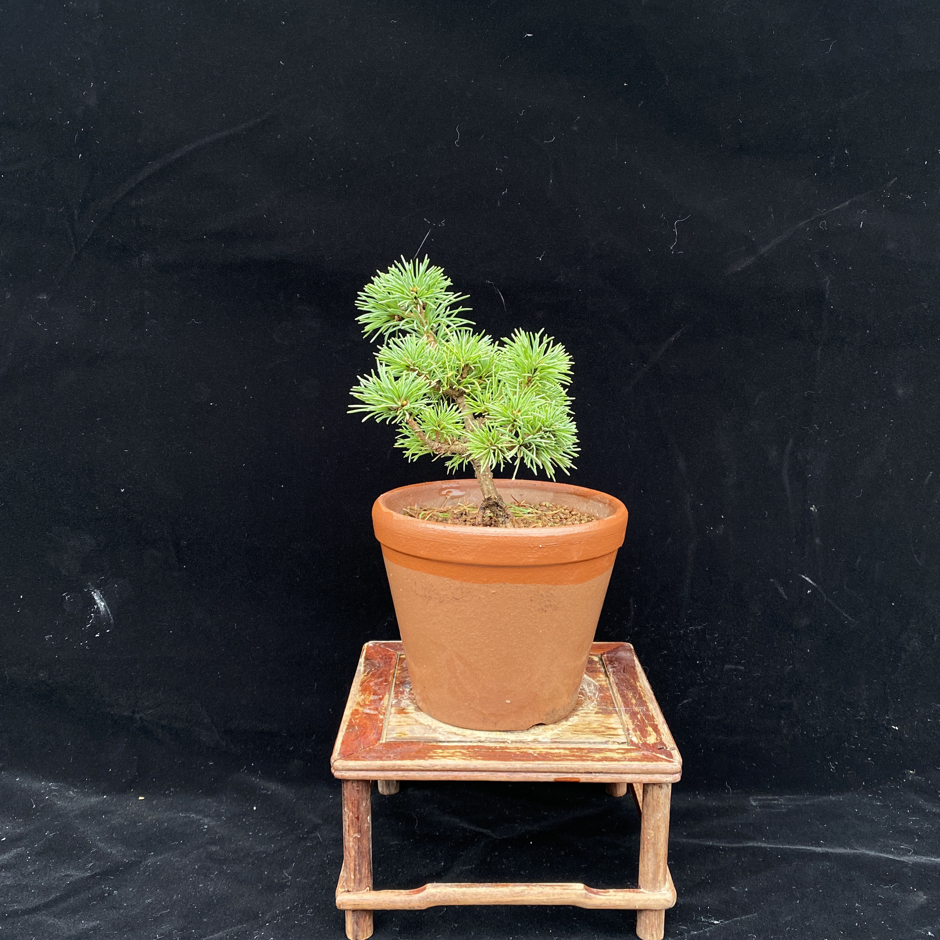 那须五针松日本原生进口五叶松短针迎客松树小苗绿植盆栽一物一拍