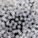 1.5厘米仿珍珠雪花片圣诞树装 饰米色白色手工diy扭扭棒圣诞节点缀