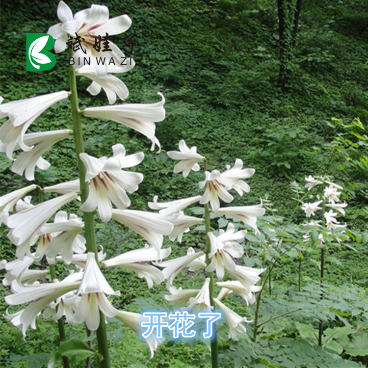 白瓦荞麦大叶百合种苗种球庭院阴凉地方种植观花观叶植物现挖新鲜