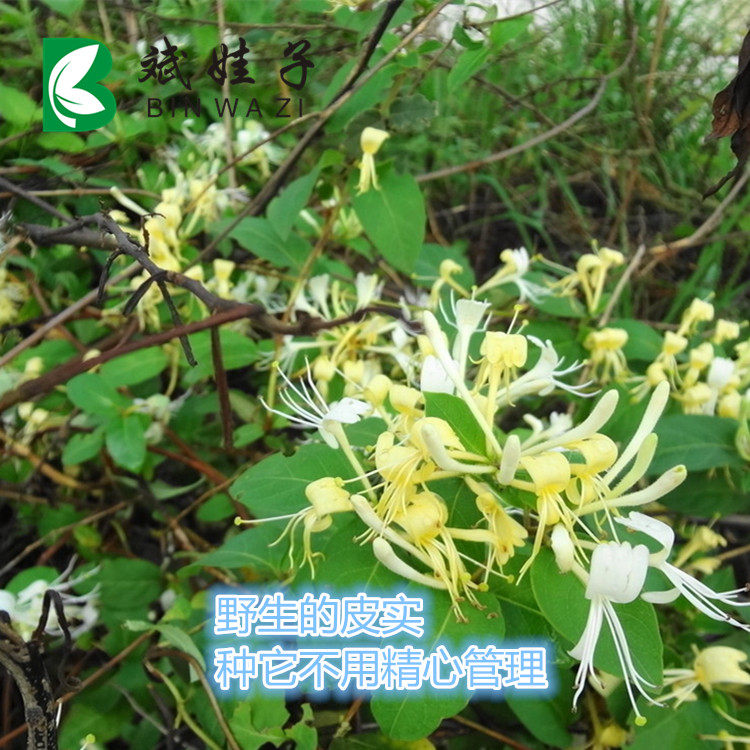爬藤植物庭院阳台种植金银花中药材苗现挖易活庭院攀爬花很香
