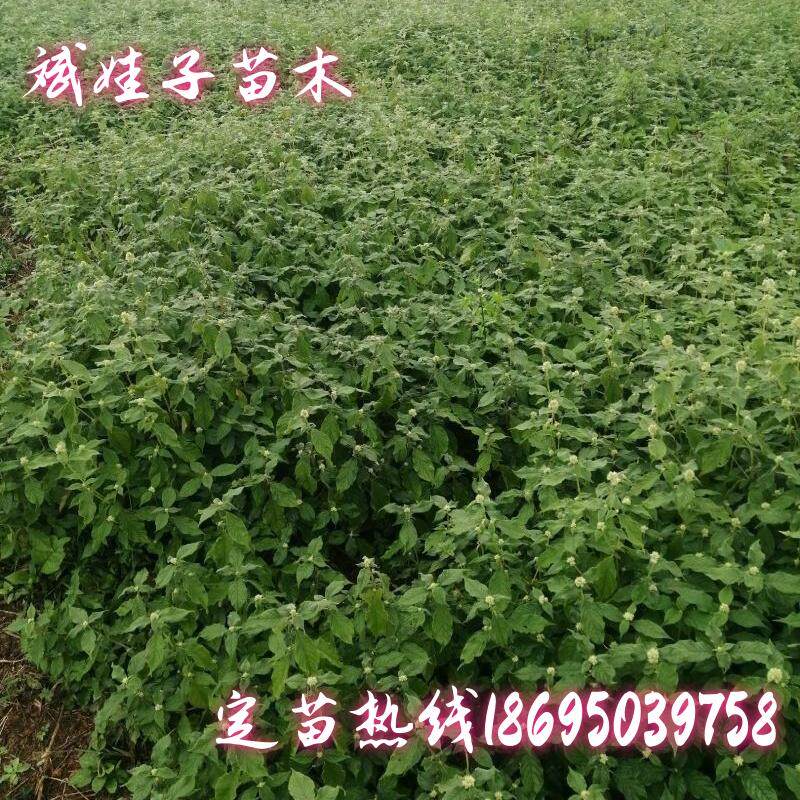 基地直销中草药材苗牛膝川牛膝肉牛膝种苗现挖现卖量大价优产量高