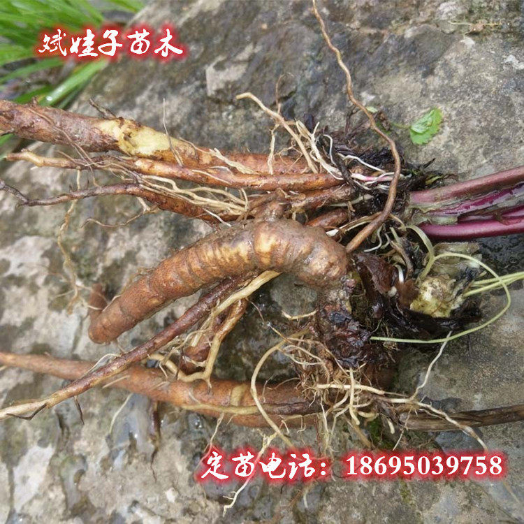 野生中药材庭院盆栽地栽植物续断和尚头山萝卜接骨草鼓锤草川断苗