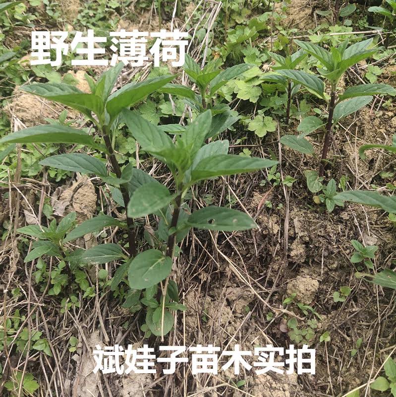 食用清凉薄荷苗留兰香薄荷驱蚊净化空气庭院驱蛇驱鼠植物包邮