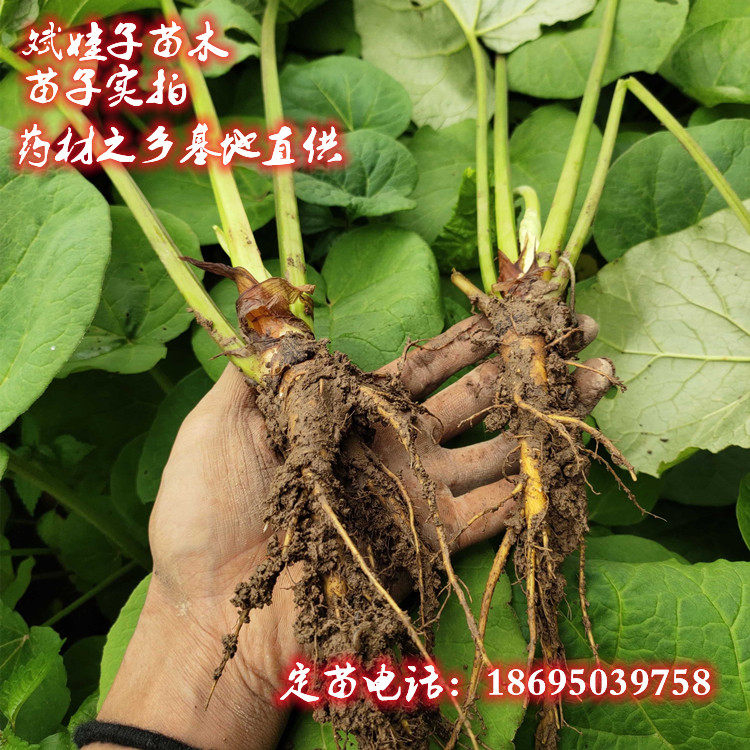 室外庭院种植中药材苗大黄火参黄良将军马蹄大黄药材苗50棵起包邮