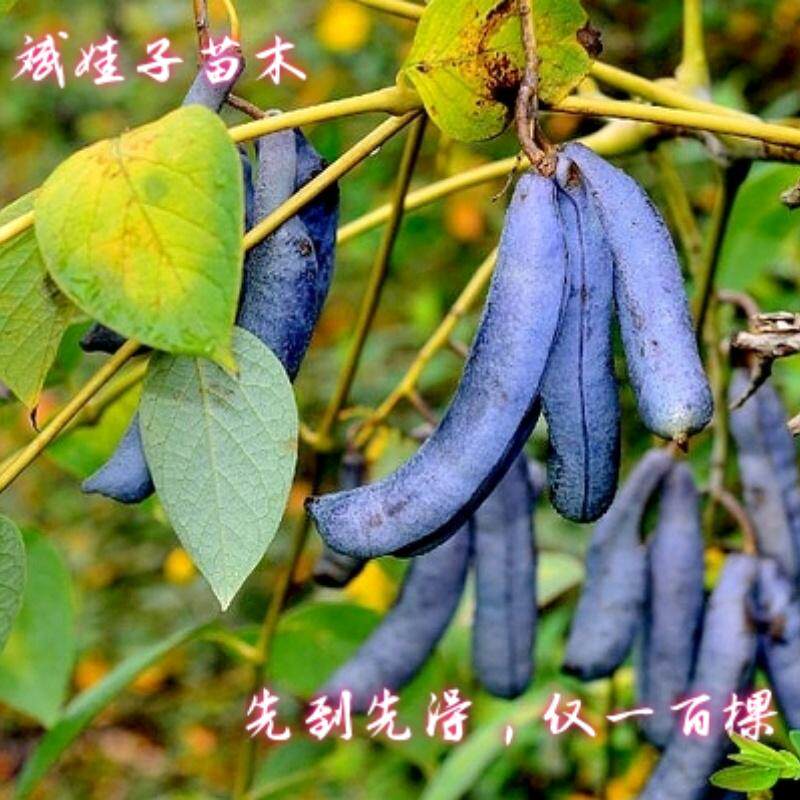 仅一百棵当年挂果苗猫屎瓜猫儿屎鬼指头酸甜可口地栽室外植物