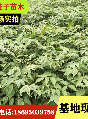 大木漆 小木漆 山漆树基地直销生漆树苗大小规格齐全现起现发量大