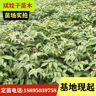 大木漆 小木漆 山漆树基地直销生漆树苗大小规格齐全现起现发量大