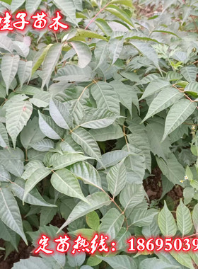 现挖恩施土漆树小木漆大木漆正品基地直销坡地荒地种植植物苗量大