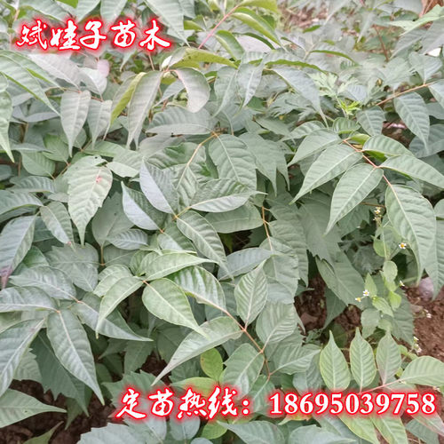 现挖恩施土漆树小木漆大木漆正品基地直销坡地荒地种植植物苗量大