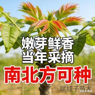 精品红油香椿树苗现挖现发嫩芽鲜红可食用工程绿化家庭种植包成活