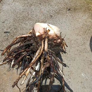 广西南宁新鲜散装芭蕉根野生原材料芭蕉头芭蕉薯芭蕉树根