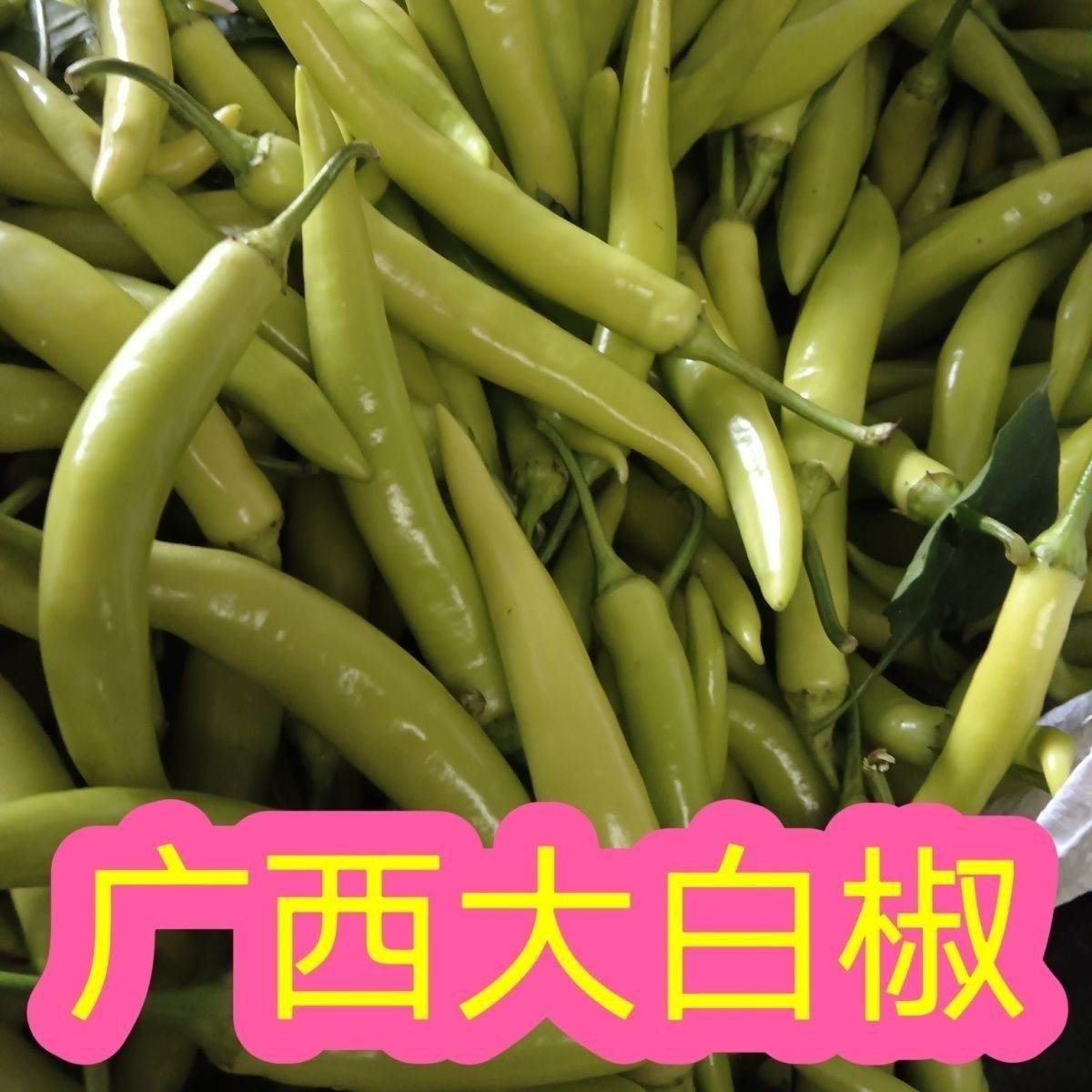 广西白辣椒新鲜蔬菜大白椒中辣泡椒腌制专用白皮辣椒尖椒现摘现发